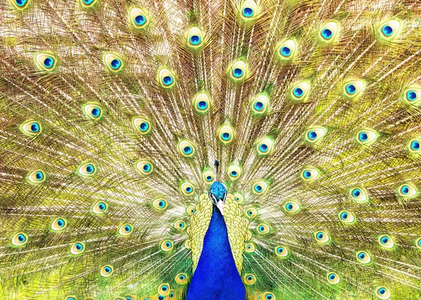 Peacock Displaying feathers — Stock Photo, Image