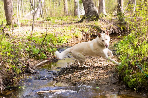 Vit herdehund utomhus — Stockfoto