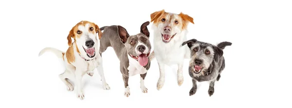 Cztery szczęśliwe psy patrząc w górę — Zdjęcie stockowe