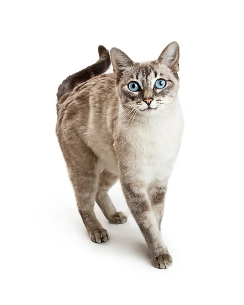 Siamese Cat Walking Forward — Stock Photo, Image