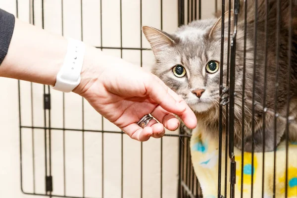 Woman petting scared cat — Stock Photo, Image