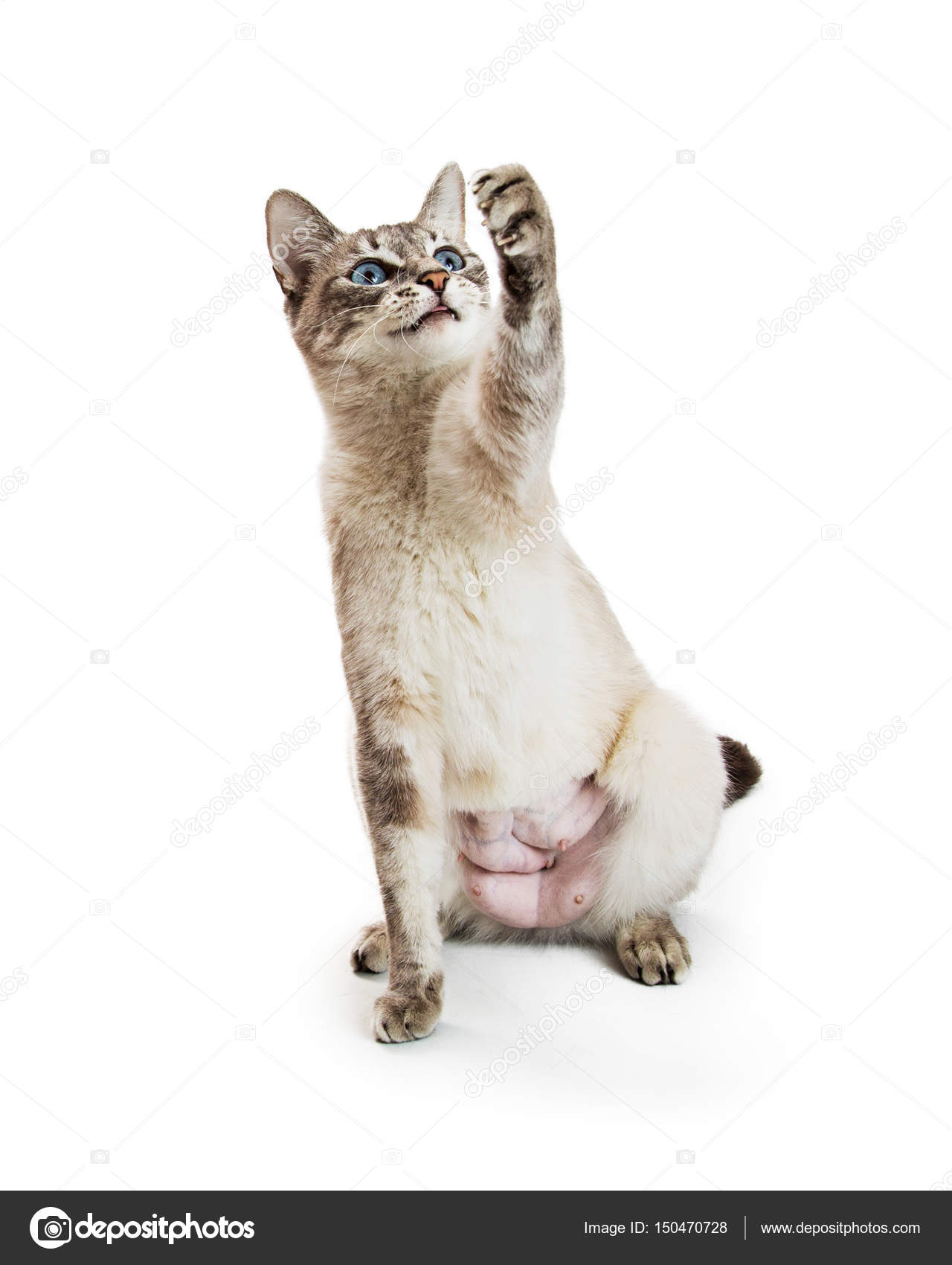 Сиамская кошка — Стоковое фото © adogslifephoto 150470728