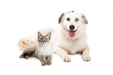azman köpek ve Siyam kedisi