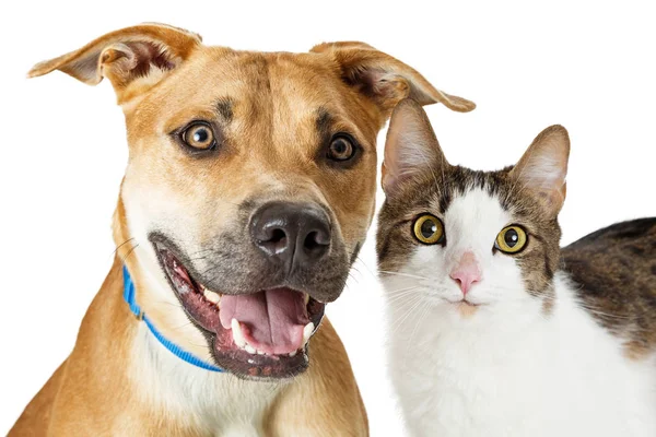 Chat croisé et chien ensemble — Photo