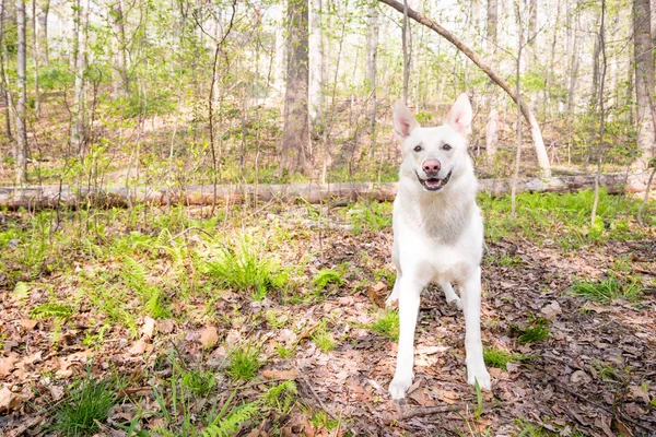 Vit herdehund — Stockfoto