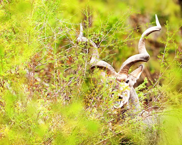 Kudu Grazing em Kruger Park — Fotografia de Stock