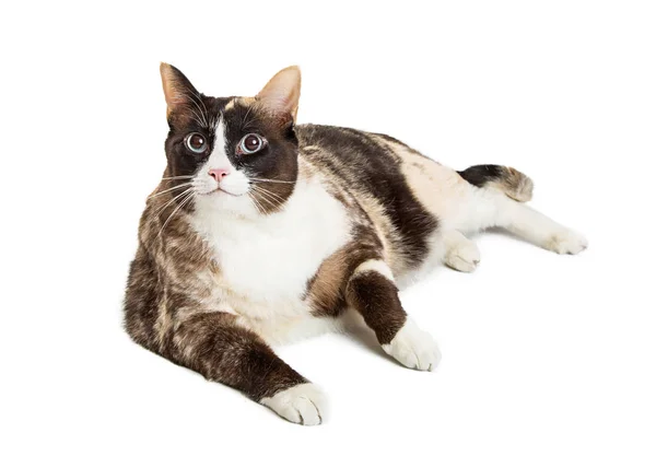 Толстая ленивая кошка — стоковое фото