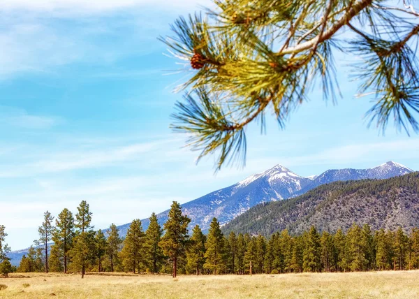 Flagstaff Arizona Mountains and Pine Trees — Stock Photo, Image