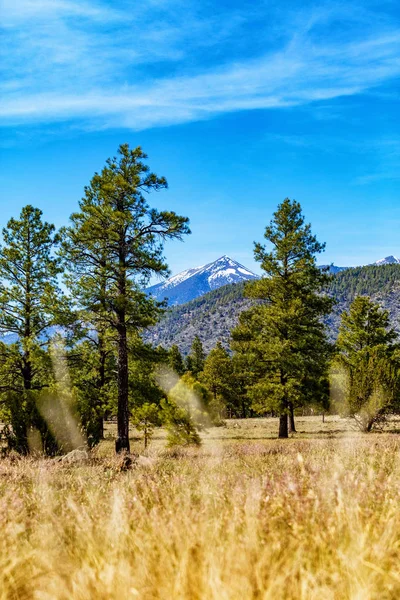 Flagstaff Arizona Park v lese — Stock fotografie