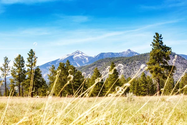 Flaggenfeld mit Kiefern und Bergen — Stockfoto