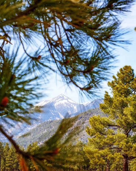 Humphreys Montanha Pico Entre Pinheiros — Fotografia de Stock