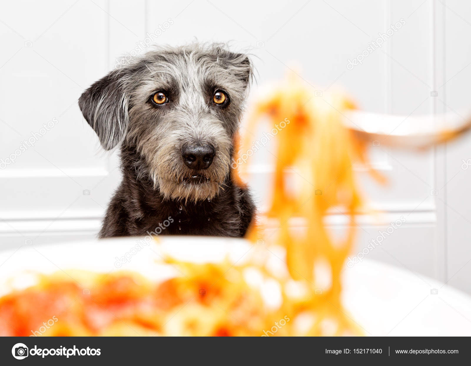 Мини бультерьер. Макароны для собак. Собака вермишель. Собаки едят макароны. Макароны для собак.