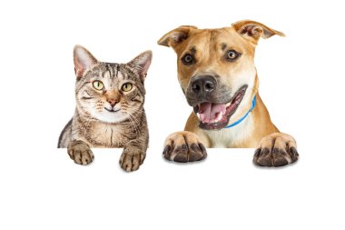 Mutlu kedi ve köpek beyaz afiş üzerinde
