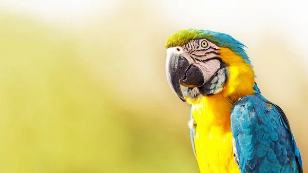 Macaw com espaço de cópia — Fotografia de Stock