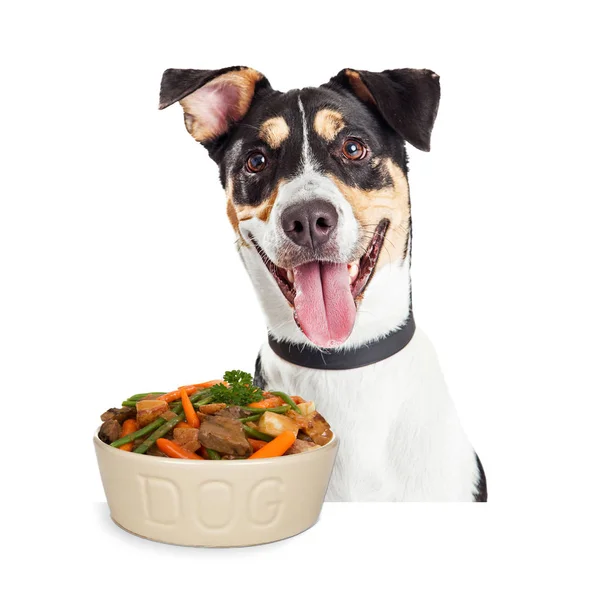 Happy Dog With Bowl — Stock Photo, Image