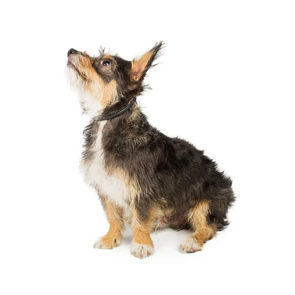 Cão terrier de raça pequena — Fotografia de Stock