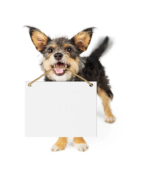 Szczęśliwy pies prowadzenie pusty znak — Zdjęcie stockowe