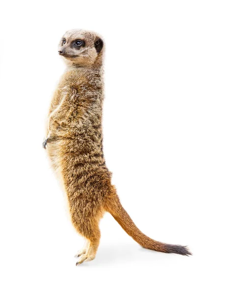 Şirin meerkat ayakta — Stok fotoğraf