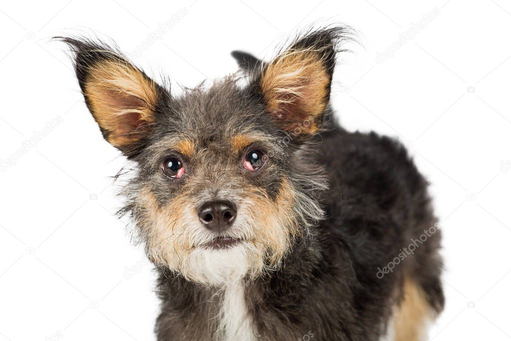 small mixed breed dog