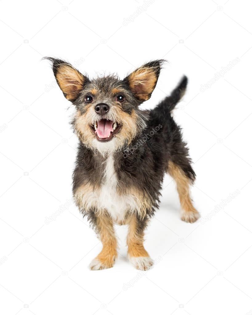 Happy small breed dog 