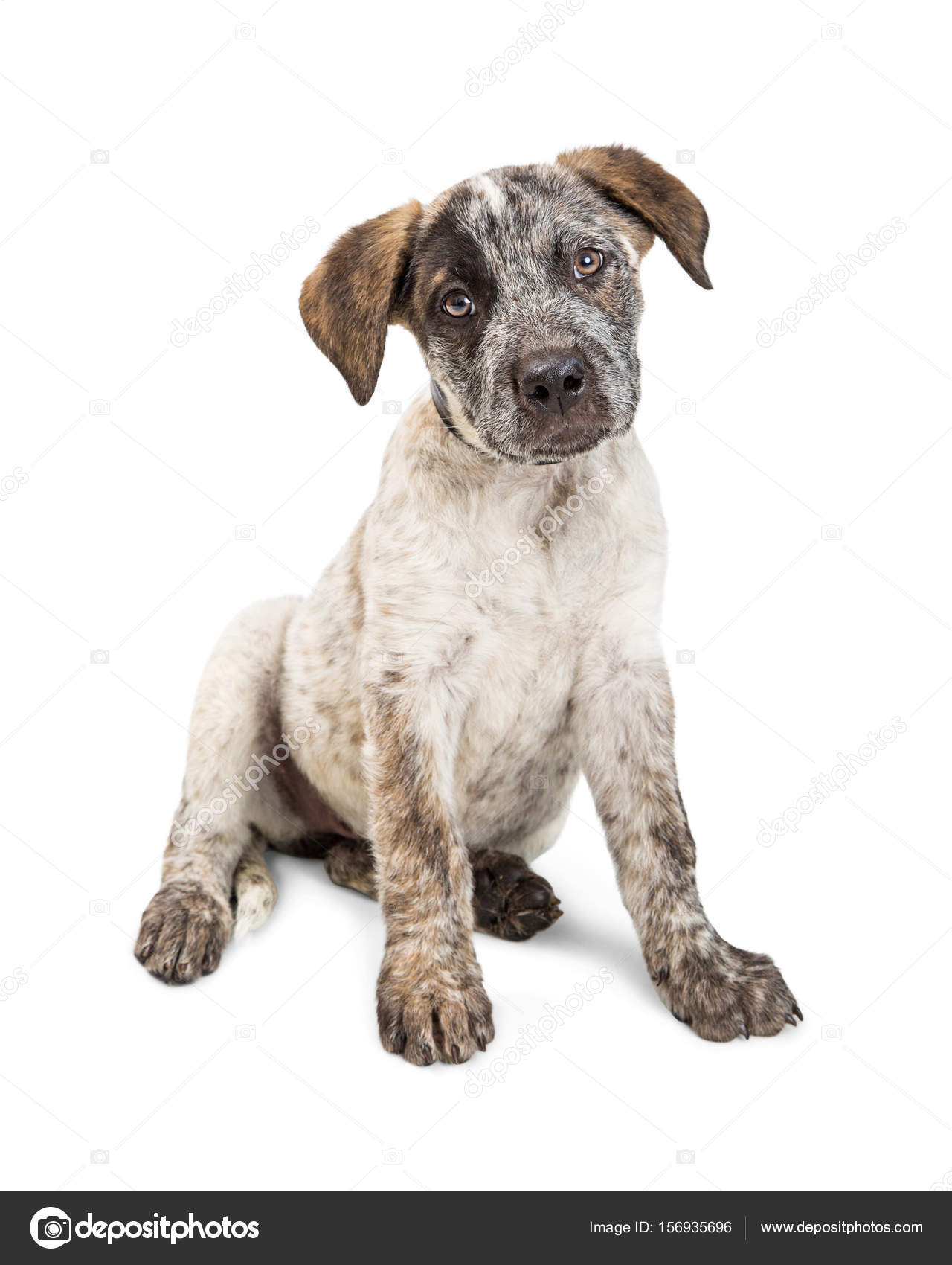 Cattle Dog Puppy Stock Photo By C Adogslifephoto 156935696