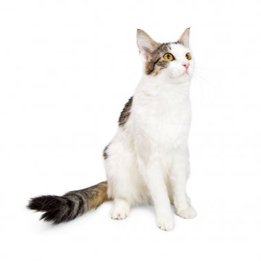 Oldukça yetişkin kedi