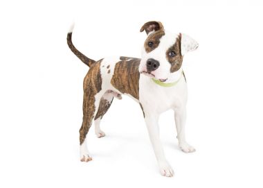American Staffordshire pit bull  clipart
