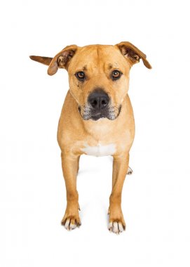 Boxer and Pit Bull crossbreed dog  clipart