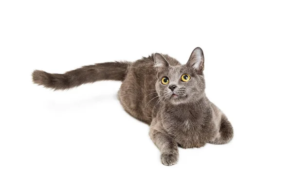 Pretty young grey color cat — Stock Photo, Image