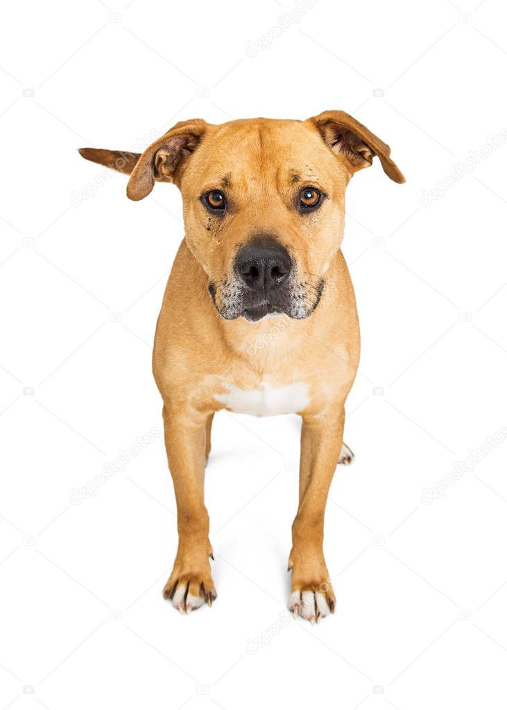 Boxer and Pit Bull crossbreed dog 