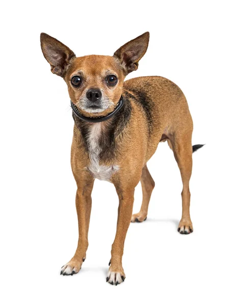 Vuxen Chihuahua rasen hund — Stockfoto