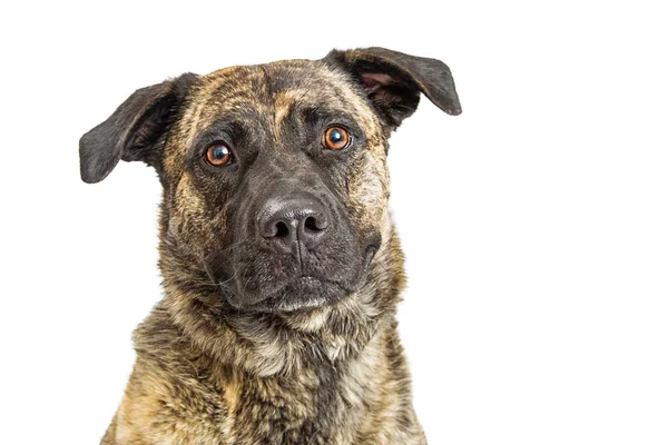 Of beautiful Mastiff crossbreed dog — Stock Photo, Image