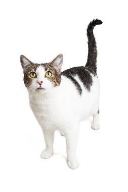 Oldukça yetişkin kedi 