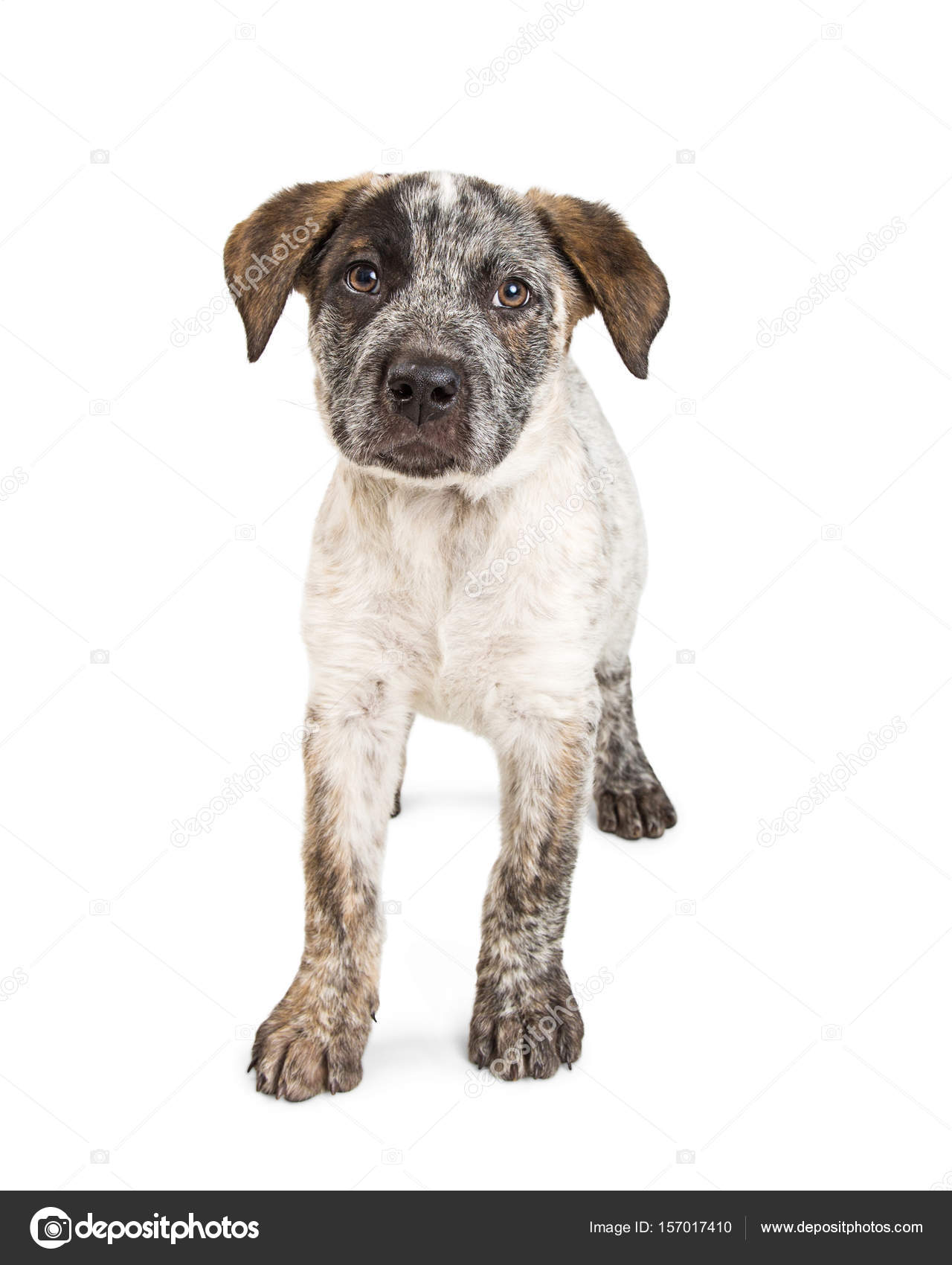 Australian Cattle Dog Breed Information \u0026 Characteristics, image size:1280x1700