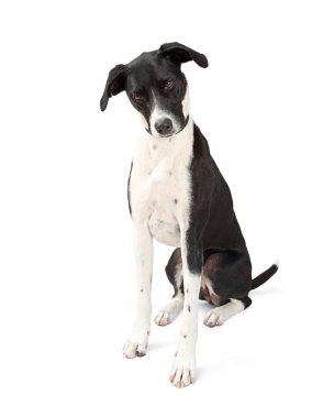 Danua köpekVictoria çeşme, Londra