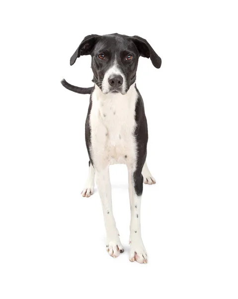 Černé a bílé doga pes — Stock fotografie