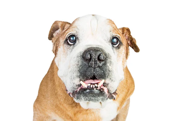 Bulldog komik portre fotoğrafı — Stok fotoğraf