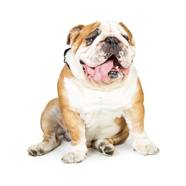Komik safkan İngiliz Bulldog 