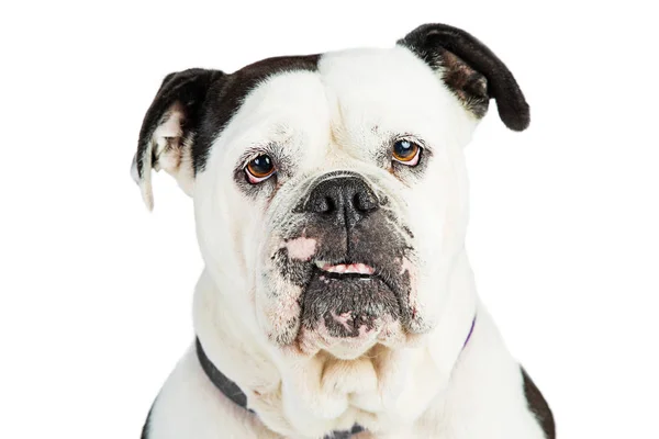 Englische Bulldogge auf weiß. — Stockfoto