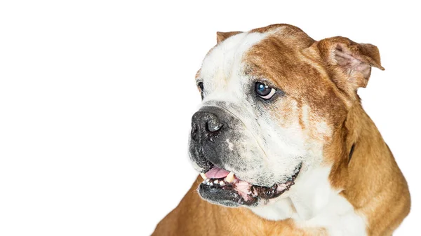 Aranyos angol bulldog — Stock Fotó