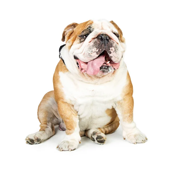Engraçado puro-sangue Inglês Bulldog — Fotografia de Stock