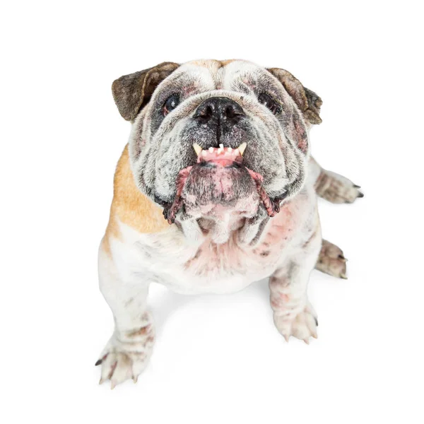 Gamla engelska bulldog — Stockfoto