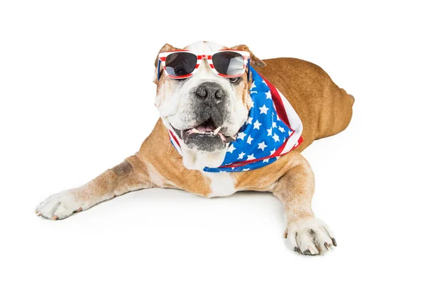 Perro vistiendo bandana patriótica americana — Foto de Stock