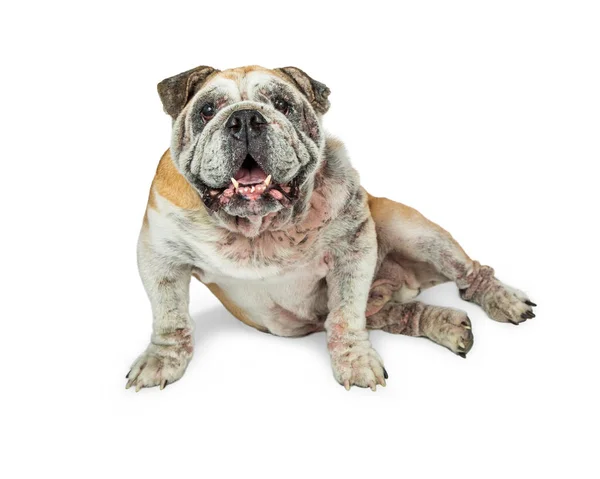 Cão da raça Bulldog sênior — Fotografia de Stock