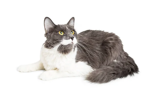 Szary i biały kot długowłosy — Zdjęcie stockowe
