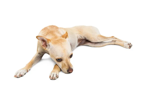 Small mixed breed dog — Stock Photo, Image