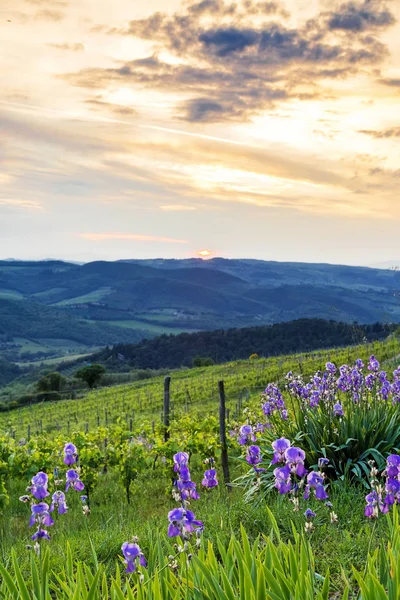 Pôr do sol na região de Chianti da Toscana — Fotografia de Stock