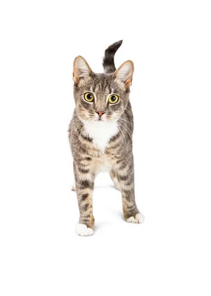 Grey and white tabby cat — Stock Photo, Image