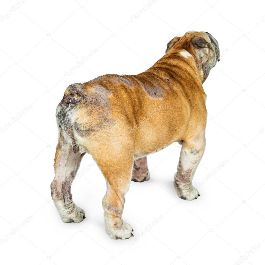 English Bulldog breed dog