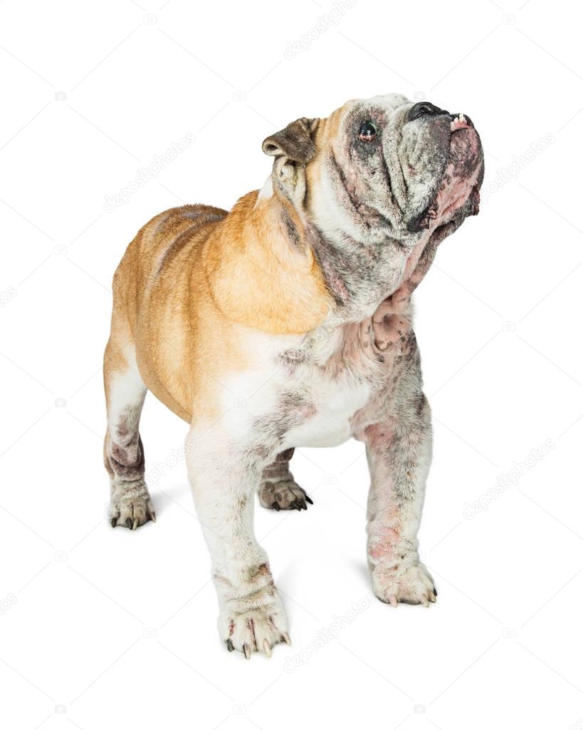 Elderly English Bulldog